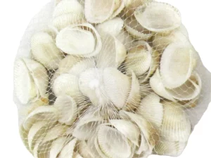 Small Ocean Shells