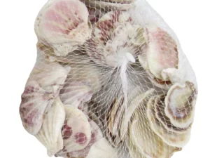 Medium Decorative Ocean Shells