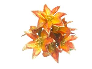 7 Head Poinsetta Bunch with Glitter